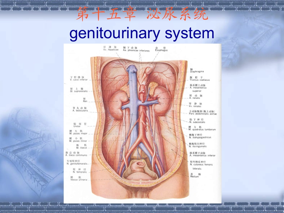 核医学泌尿系统_第1页