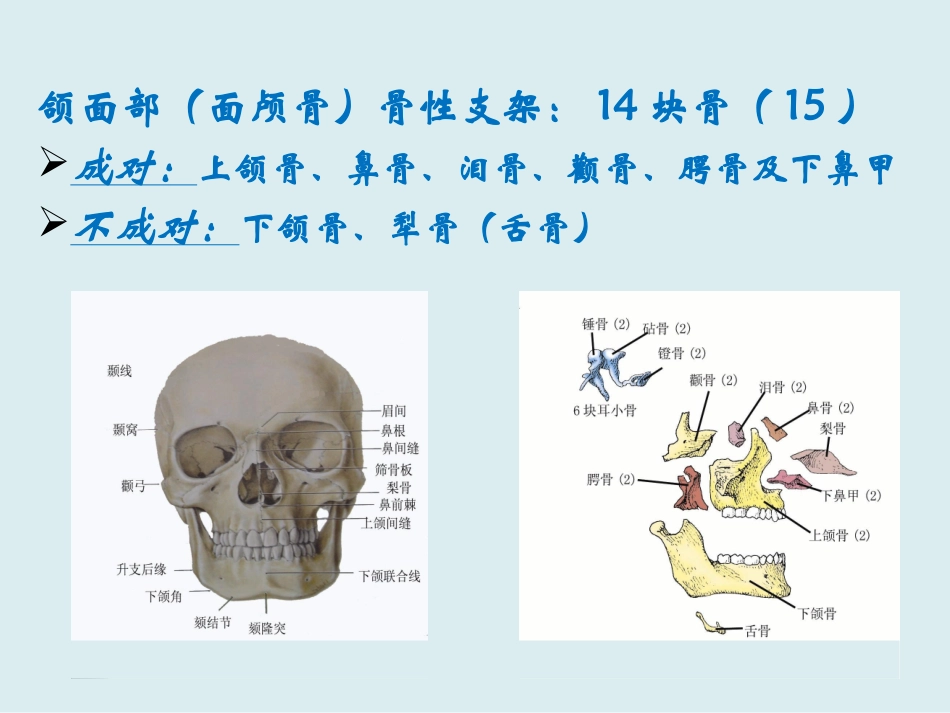 颌面部骨骼解剖_第2页