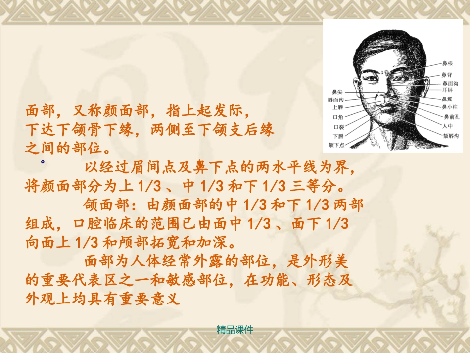 颌面部局部解剖_第2页