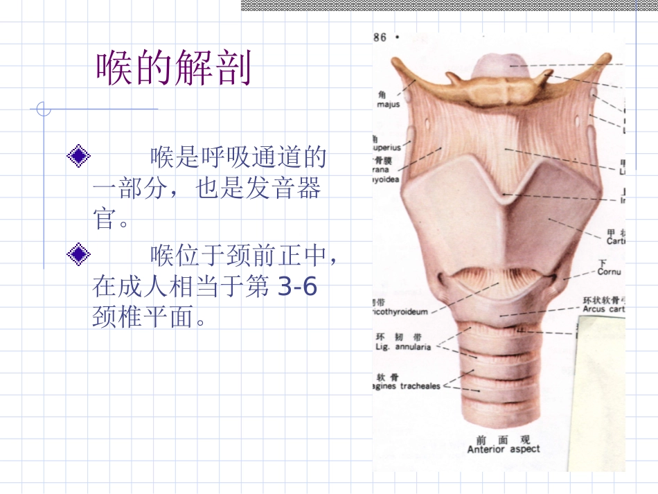 喉的应用解剖及生理学_第2页
