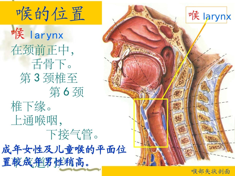 喉解剖及临床_第2页