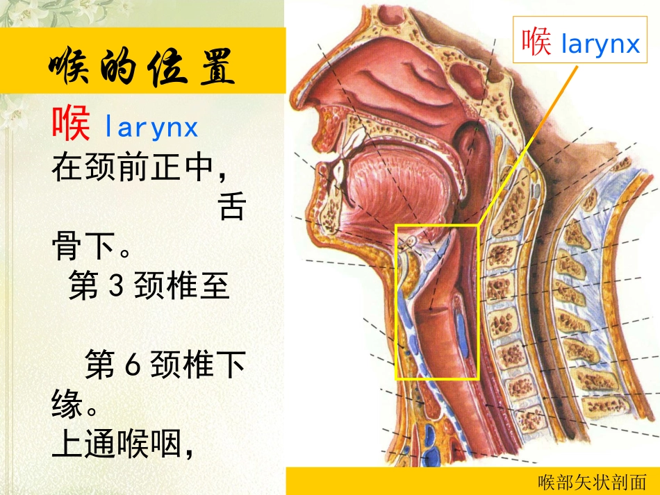 喉全切除手术配合概要_第3页