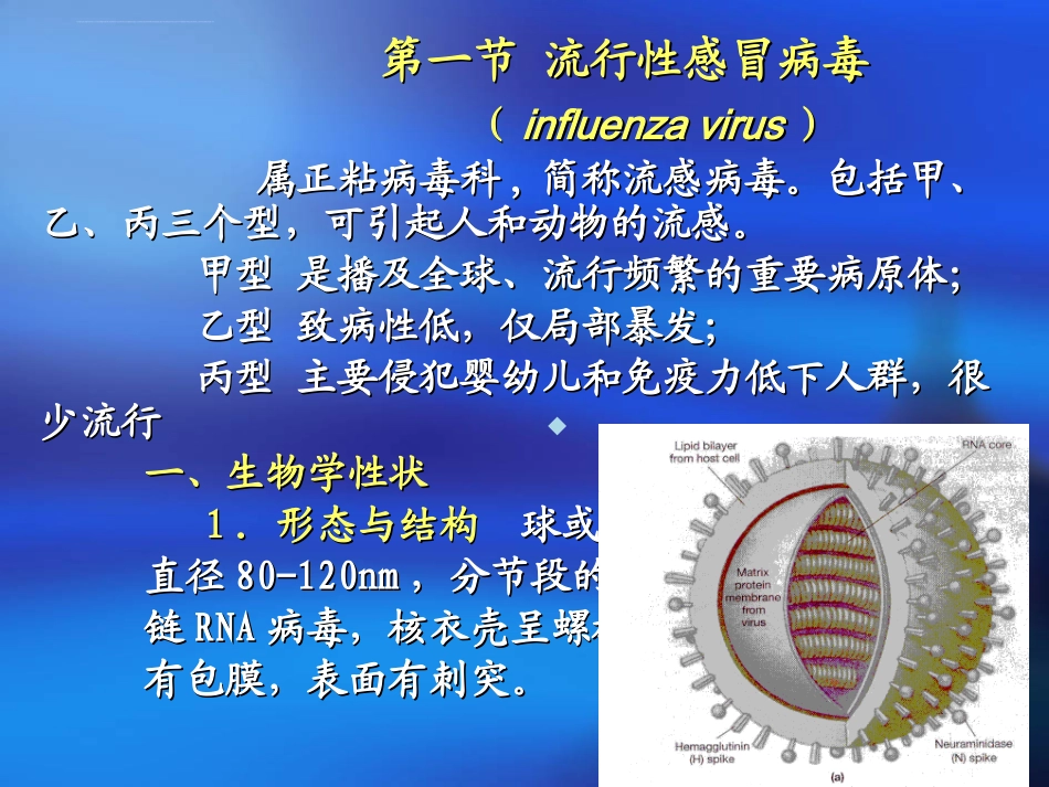 呼吸道病毒课件_第3页