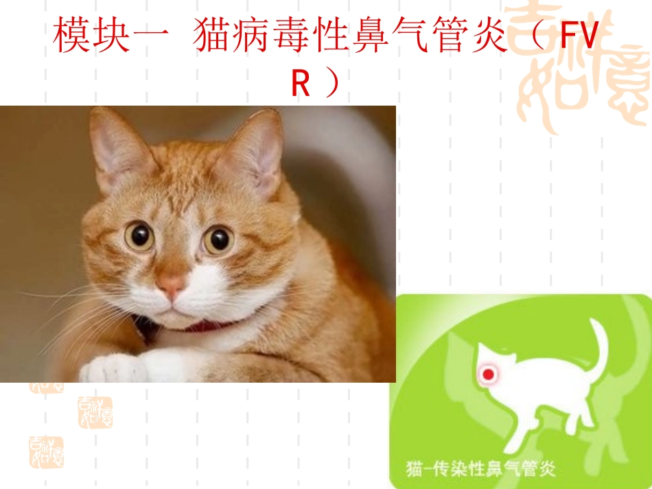 呼吸道感染为主的疫病模块一猫病毒性鼻气管炎_第2页