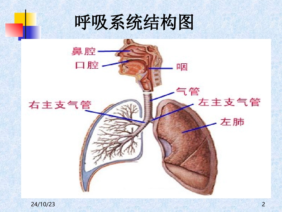 呼吸系统用药课件_第2页
