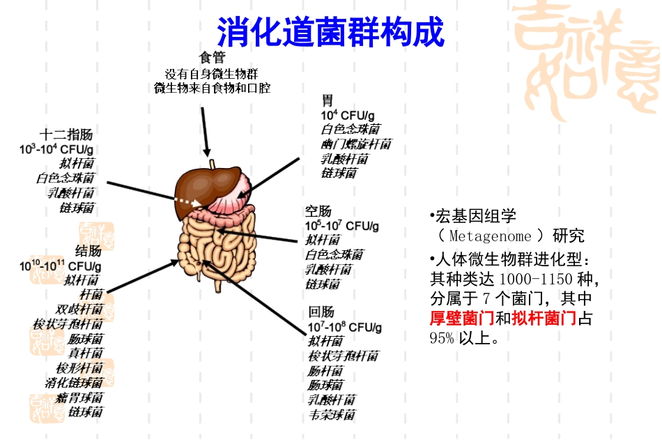 护理讲课微生态学粪菌移植_第3页