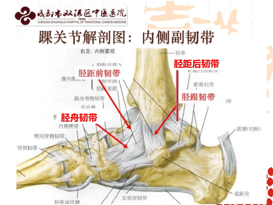 踝关节骨折的分型周勇_第3页
