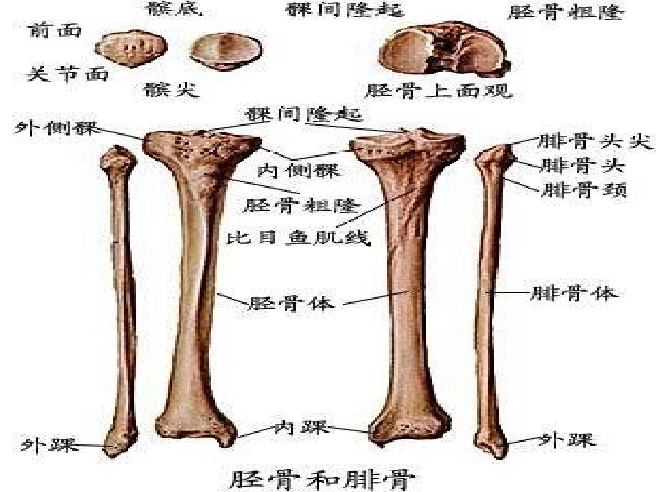 踝关节骨折护理查房_第3页