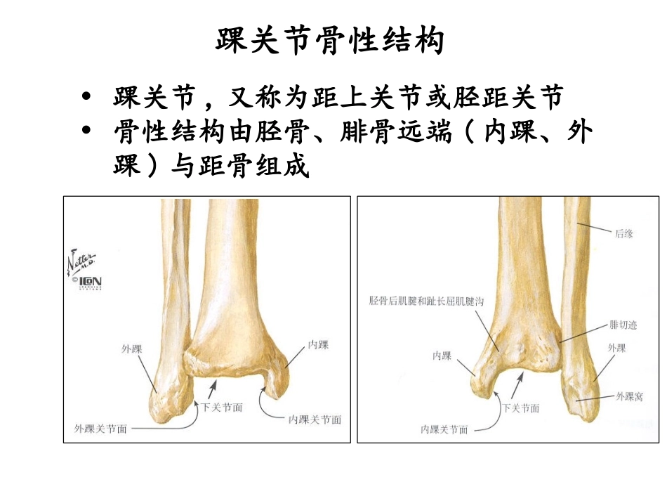 踝关节解剖基础_第3页