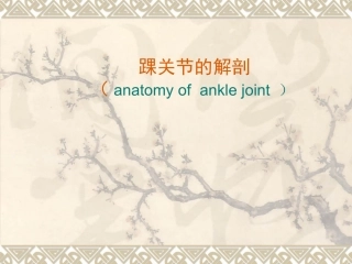 踝关节影像解剖