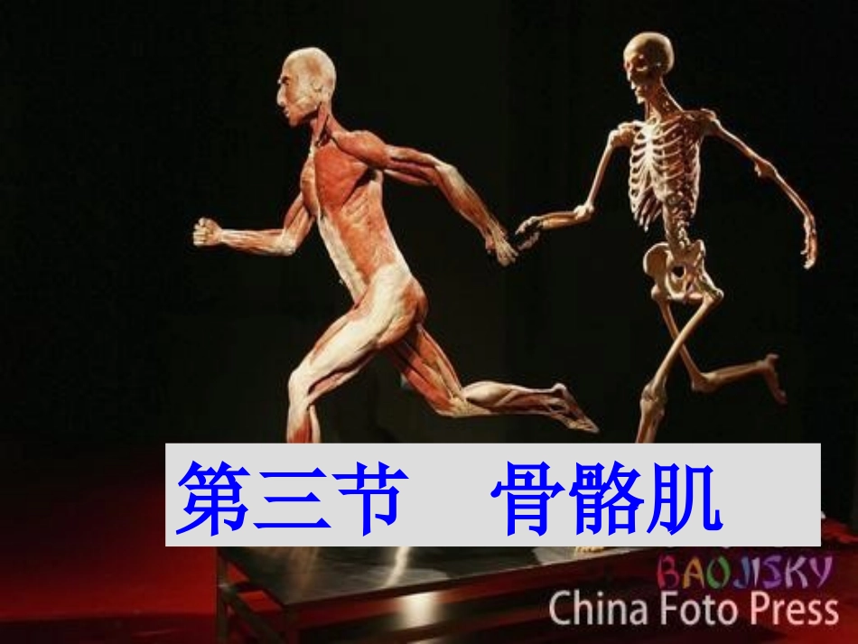 肌间结构和肌性标志_第1页