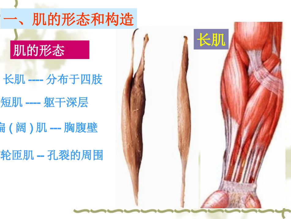 肌间结构和肌性标志_第2页