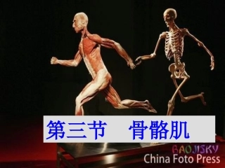 肌间结构和肌性标志