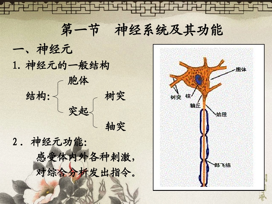 肌肉运动的神经控制_第3页