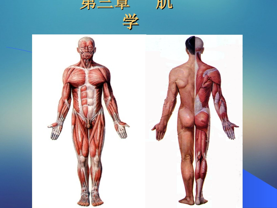 肌学人体解剖学课件_第1页