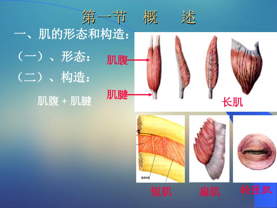 肌学人体解剖学课件_第2页