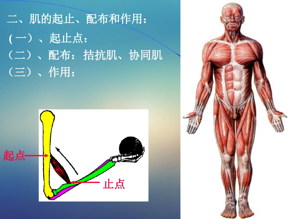 肌学人体解剖学课件_第3页
