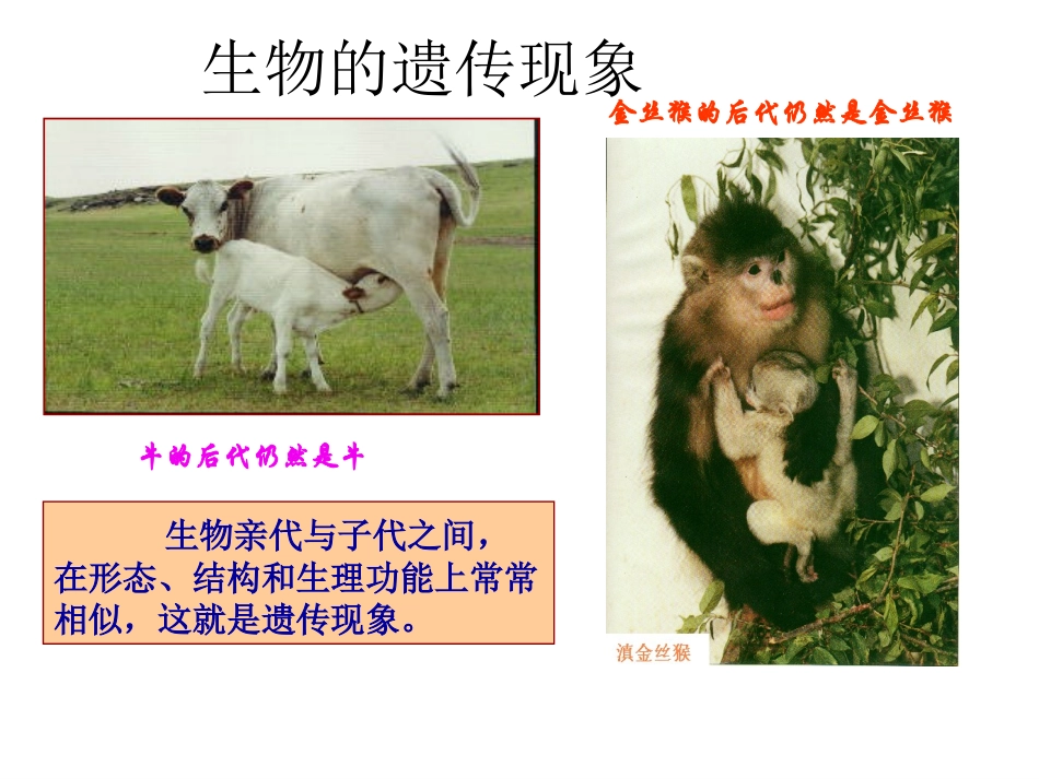 基因的本质课件_第3页