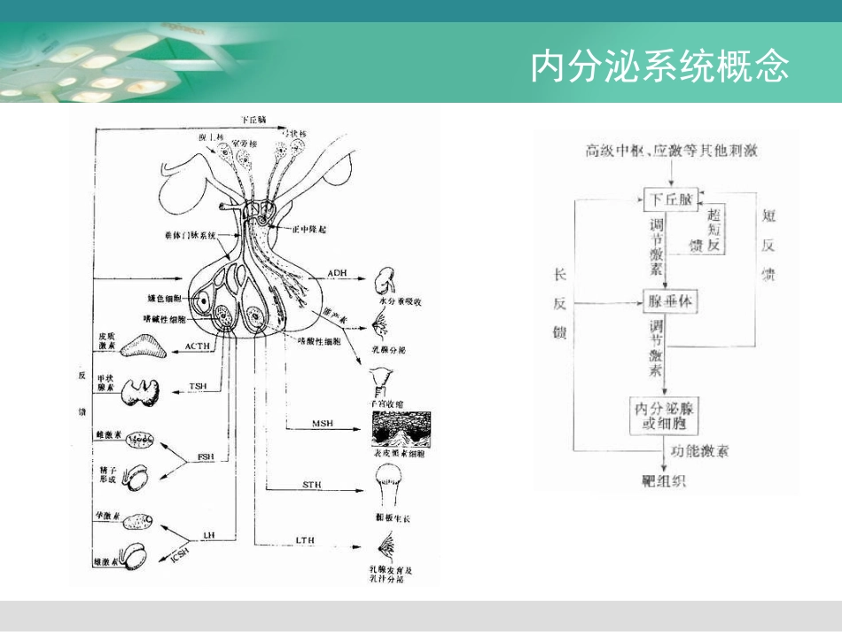 激素和内分泌类药物_第2页