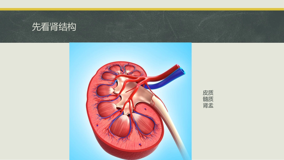 急性增生性肾小球肾炎_第2页