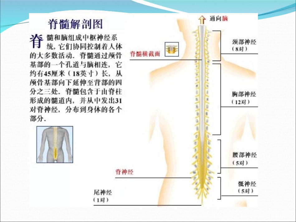 脊髓疾病总论_第2页
