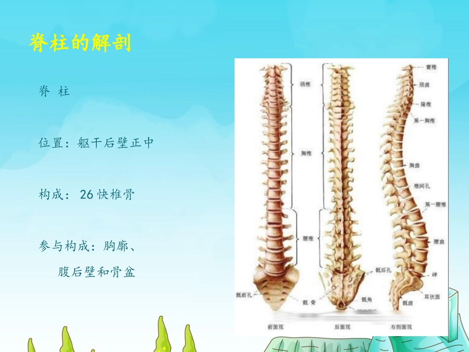 脊柱骨折的急救和护理课件_第3页