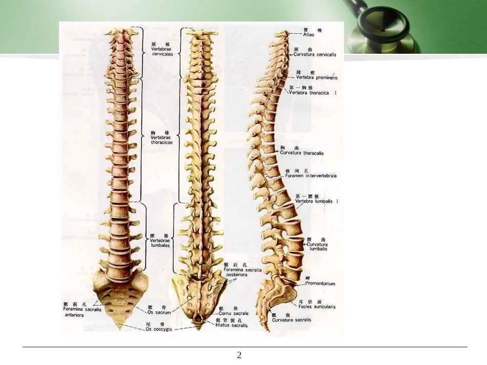 脊柱和四肢检查一_第2页