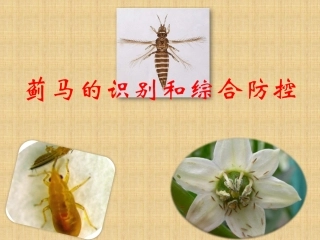 蓟马形态识别和综合防治技术