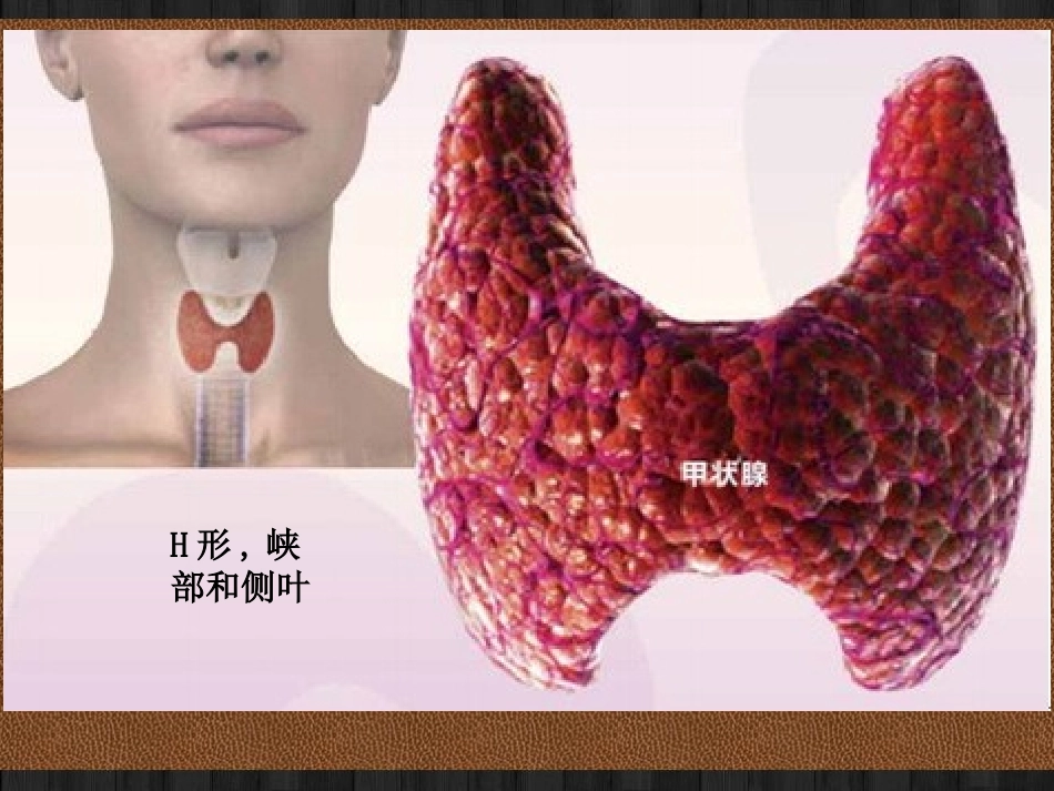 甲状腺局部解剖及临床_第2页