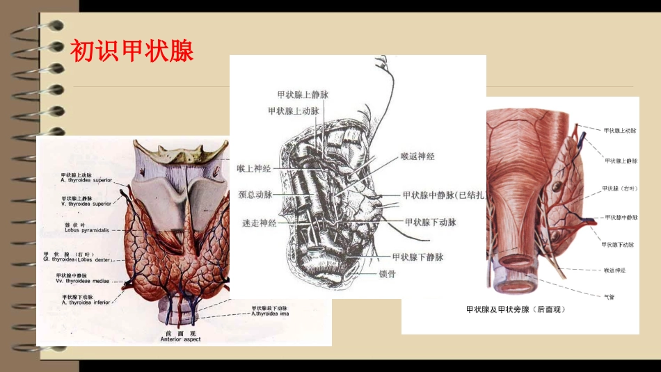 甲状腺吴旭威_第3页