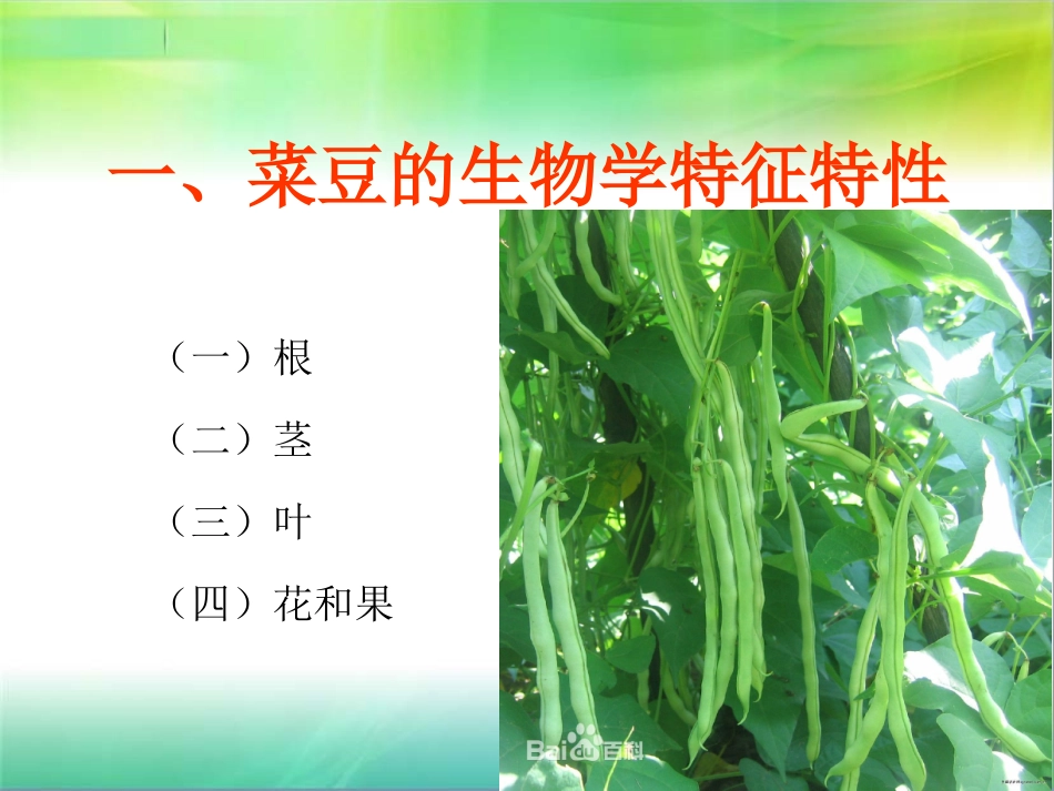 架豆绿色无公害栽培技术_第3页