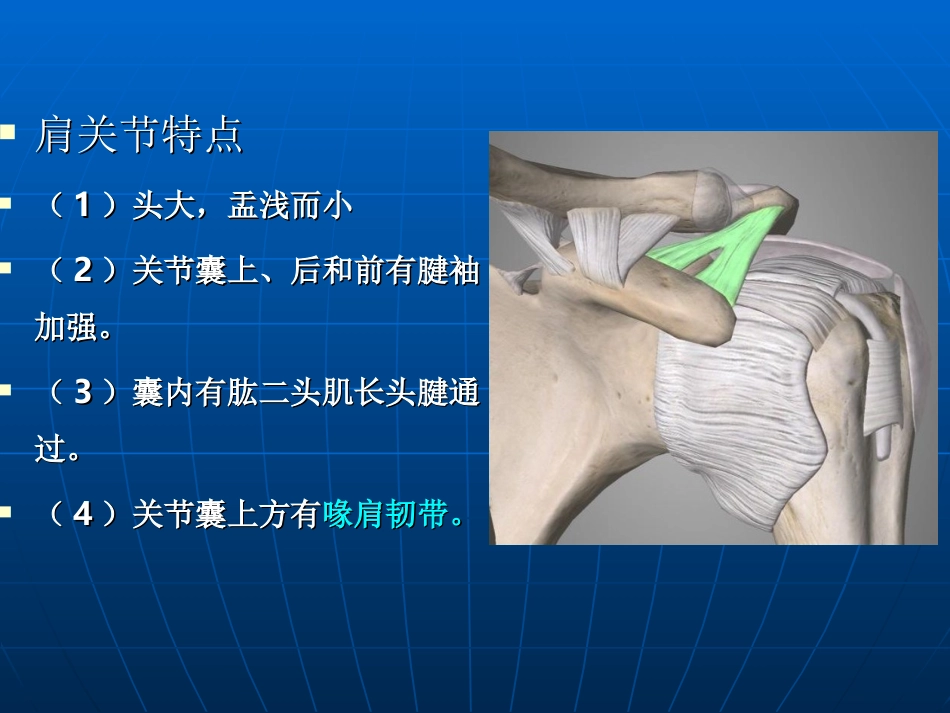 肩关节应用解剖关节和肌肉_第3页