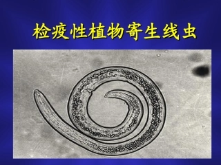 检疫性植物寄生线虫