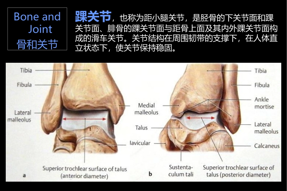 讲座踝关节MRI解剖和典型病例分析_第2页