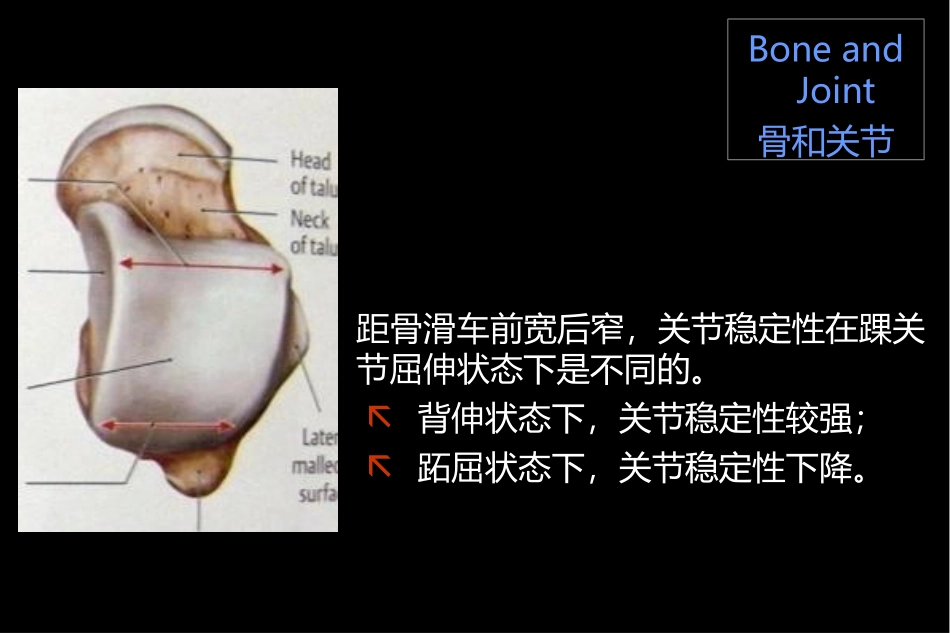 讲座踝关节MRI解剖和典型病例分析_第3页