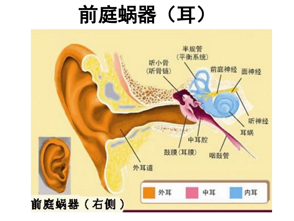 解剖学感觉器前庭蜗器_第2页