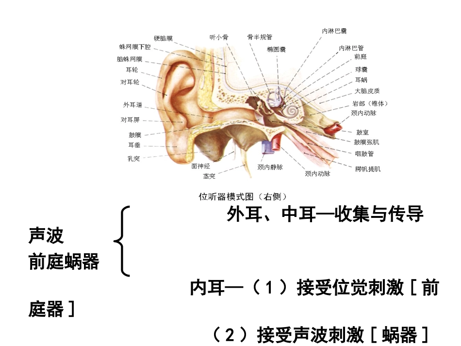 解剖学感觉器前庭蜗器_第3页