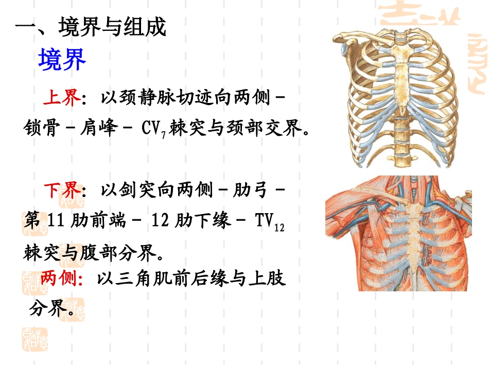 解剖学课件胸部解剖_第3页