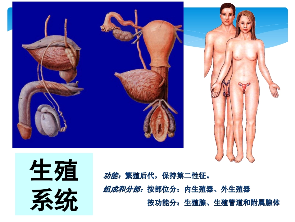 解剖学生殖系统_第2页