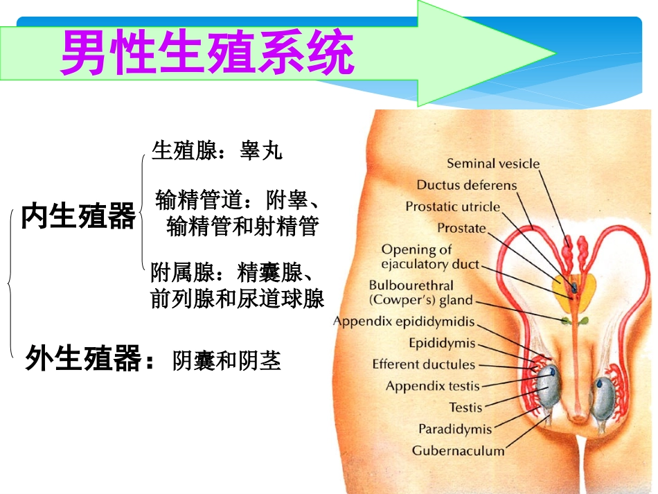 解剖学生殖系统_第3页