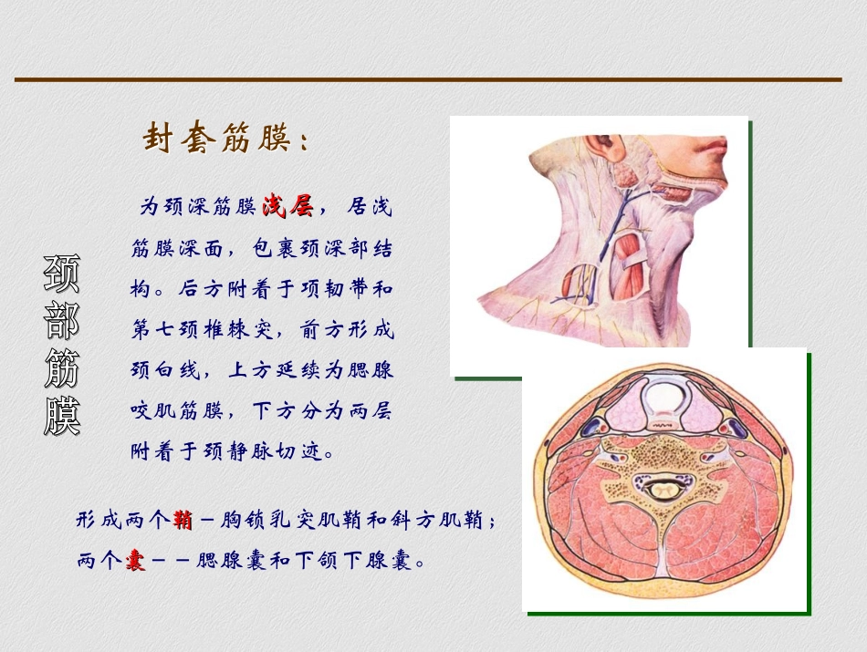 颈部横断层解剖_第2页