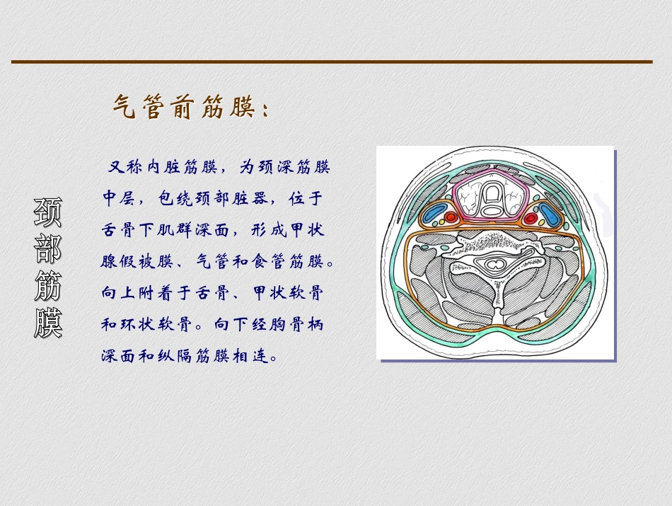 颈部横断层解剖_第3页