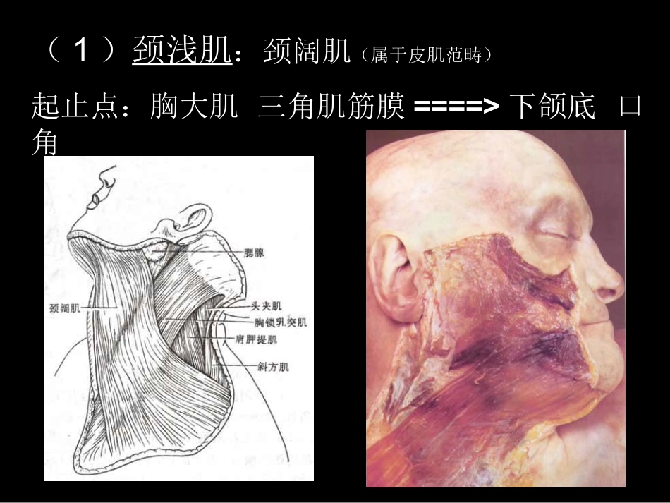 颈部肌肉解剖_第2页