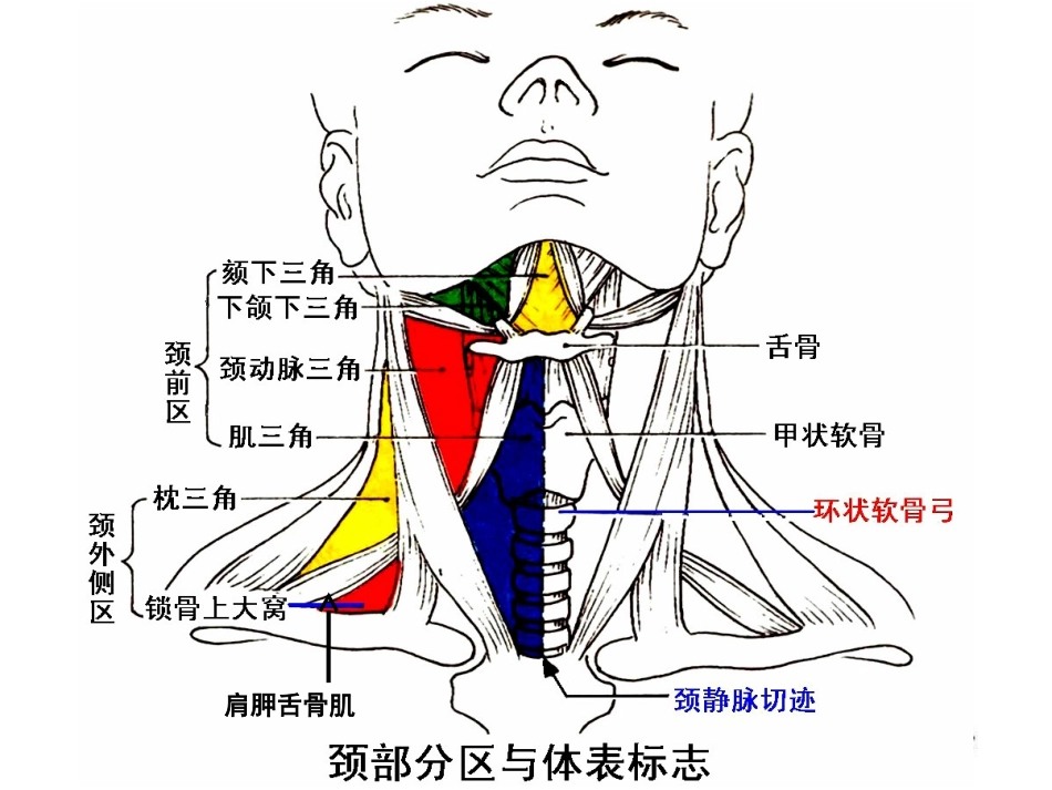 颈部解剖知识_第3页