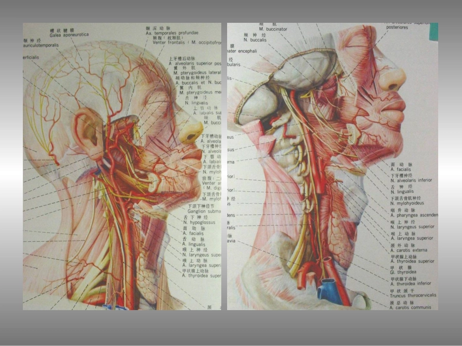 颈部血管超声检查_第3页