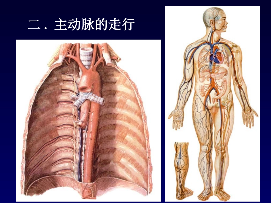 颈动脉窦课件_第3页