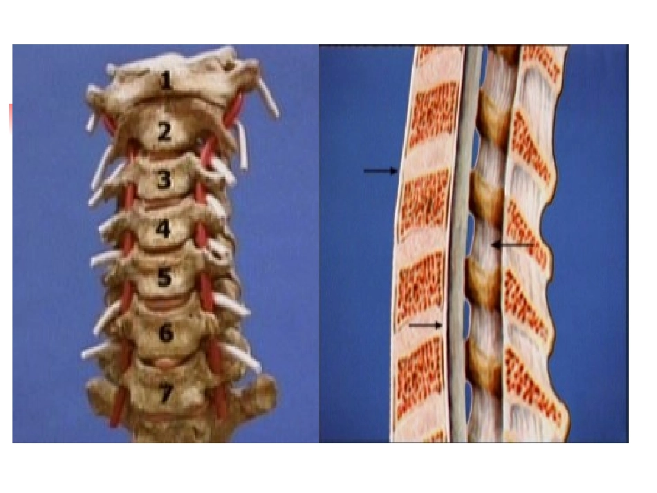 颈椎病的诊疗和治疗_第3页