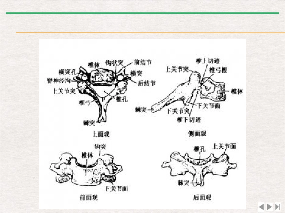 颈椎病预防课件_第3页