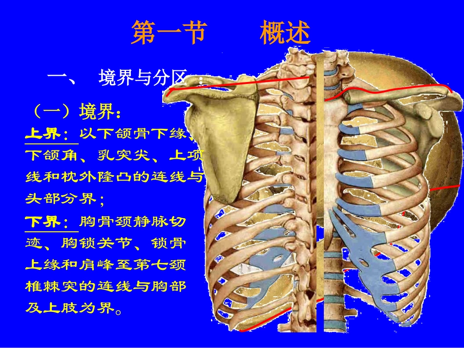 局部解剖学颈部_第3页