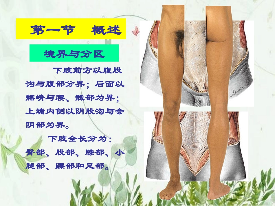 局解臀区股前内侧区股后区图文_第2页